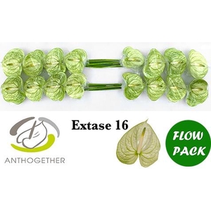 Anthurium Extase
