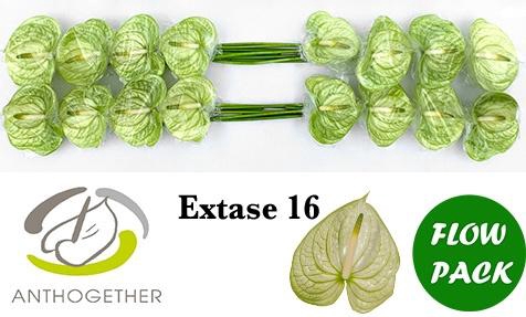 <h4>Anthurium Extase</h4>
