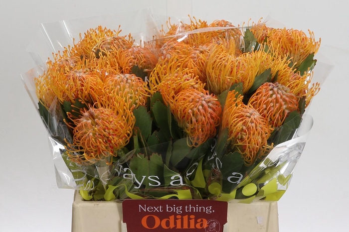 <h4>Nutans Soleil</h4>