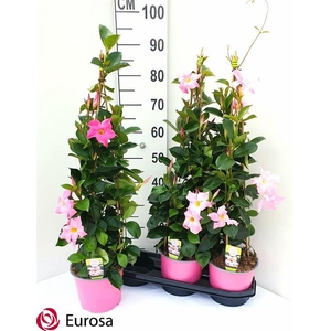 Mande Rio Pink