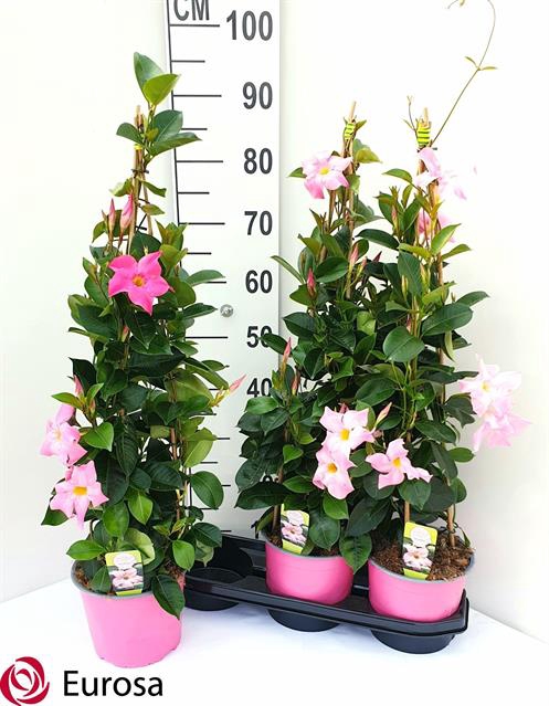 Mande Rio Pink