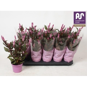 CEL MERIDA PINK