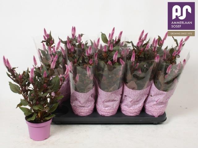 <h4>CEL MERIDA PINK</h4>