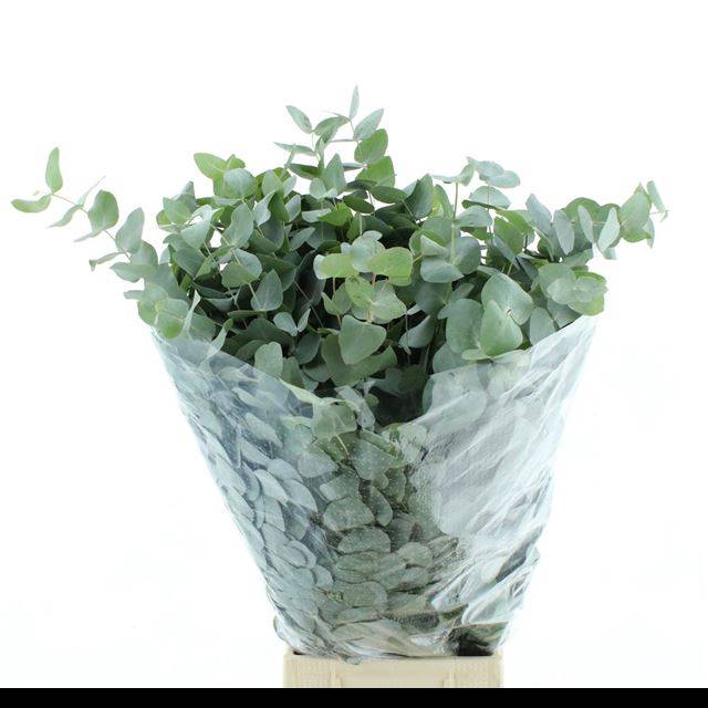<h4>EUC CINEREA PER BOS</h4>