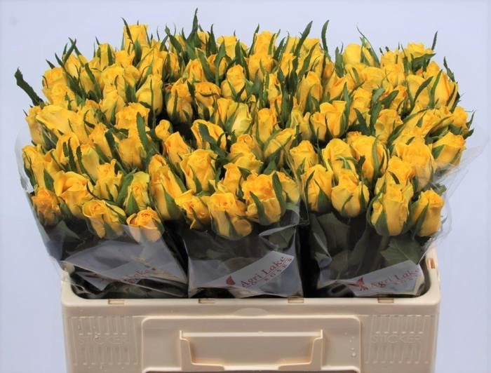 <h4>R GR MOONWALK</h4>