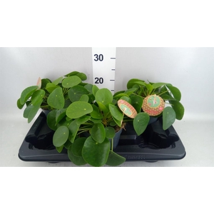 Pilea peperomioides