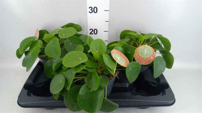 <h4>Pilea peperomioides</h4>