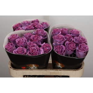 Wax-Rozen Wax Classic Lavender
