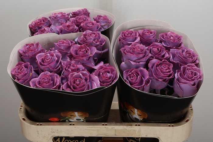 Wax-Rozen Wax Classic Lavender