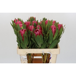 Protea Brenda