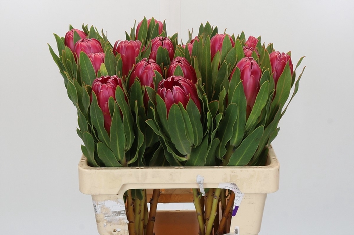 <h4>Protea Brenda</h4>
