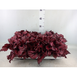 Begonia BD 'Kohala Red'