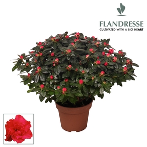 Azalea Flandresse® 'rood' 37 - 40 cm
