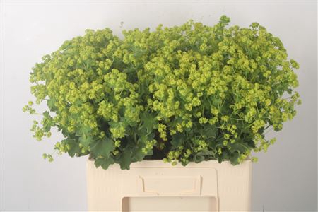 <h4>Alchemilla M Robustica</h4>