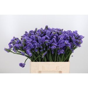 Limonium Lavendel