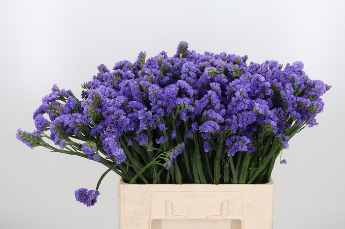 <h4>Limonium Lavendel</h4>