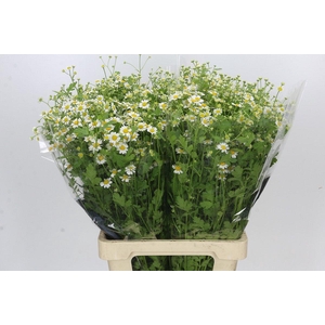 Tanacetum Camille