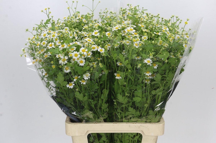 <h4>Tanacetum Camille</h4>