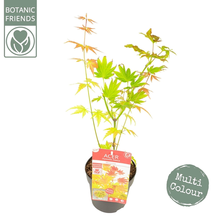 <h4>Acer shirasawanum 'Moonrise' ®</h4>