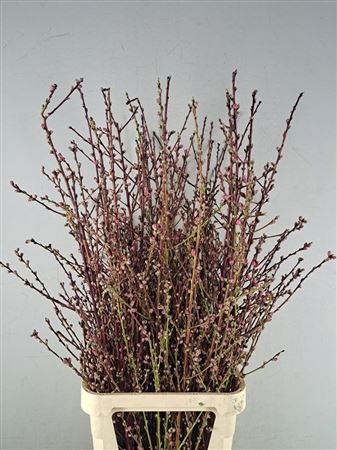 <h4>Perzikbloesem Roze Dubbel Bs</h4>