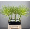 ALLIUM SCHUBERTTI ARCTIC SNOW
