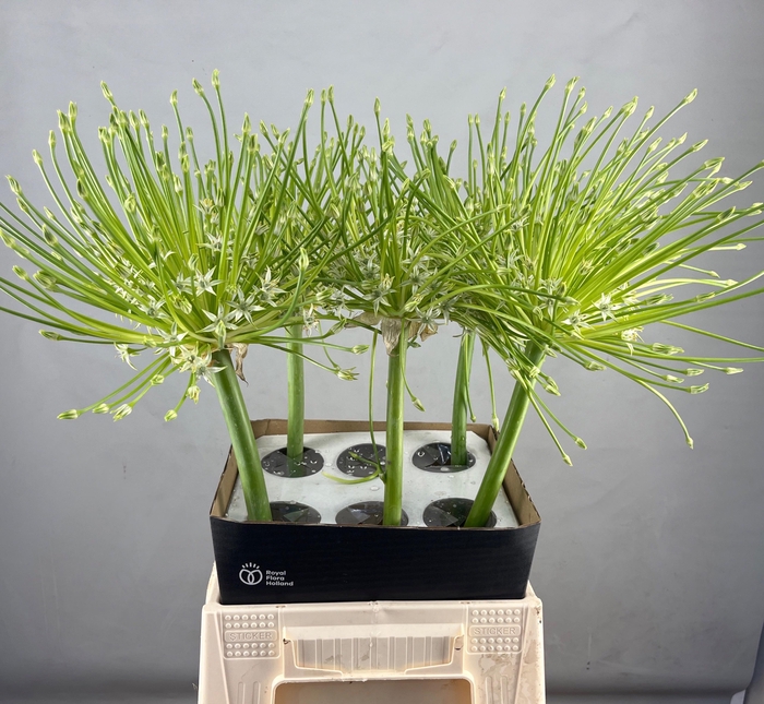 ALLIUM SCHUBERTTI ARCTIC SNOW