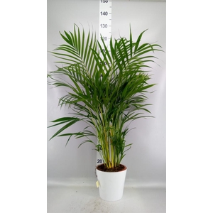 Dypsis lutescens   ...Chrysalidoca