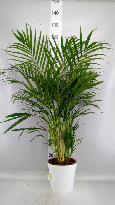 <h4>Dypsis lutescens   ...Chrysalidoca</h4>