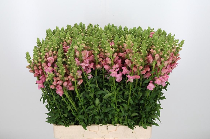 <h4>Antir Antibes Rose</h4>