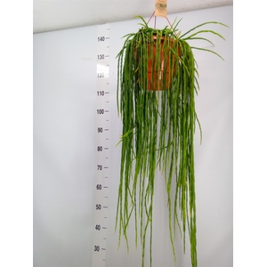 Rhipsalis paradoxa