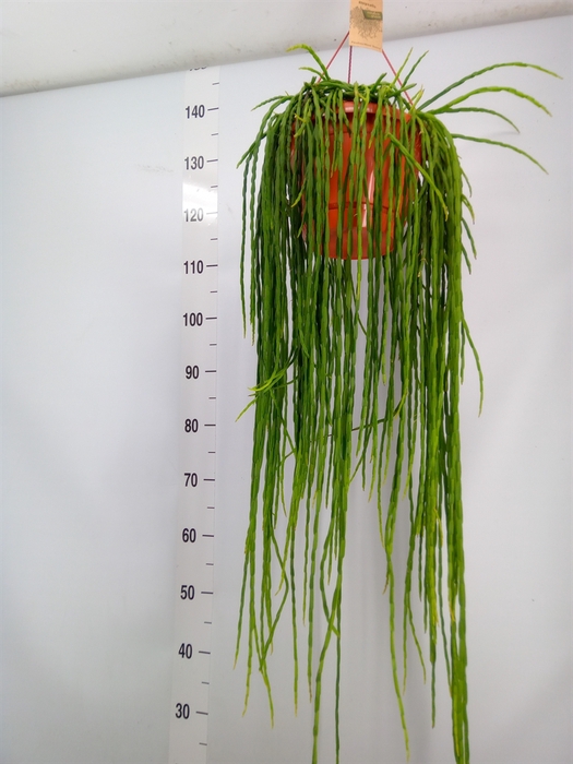 <h4>Rhipsalis paradoxa</h4>