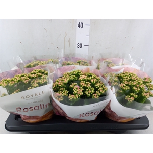 Kalanchoe blos. 'RosDon Alano'