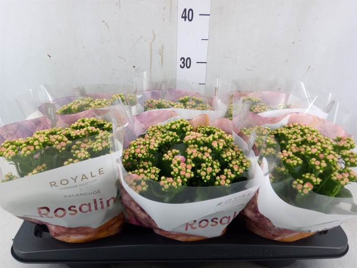 <h4>Kalanchoe blos. 'RosDon Alano'</h4>