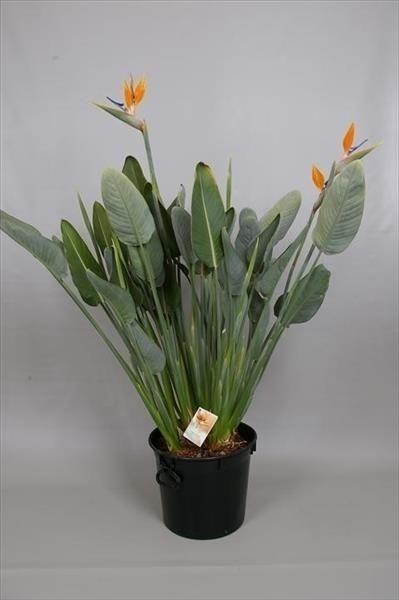 <h4>Strelitzia reginae "Bird of Paradise"</h4>