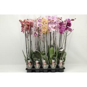 Gemengd A2 2tak 80cm