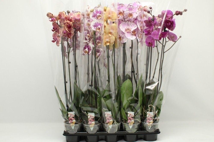 <h4>Gemengd A2 2tak 80cm</h4>