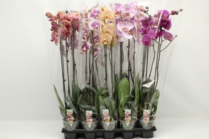 <h4>Gemengd A2 2tak 80cm</h4>