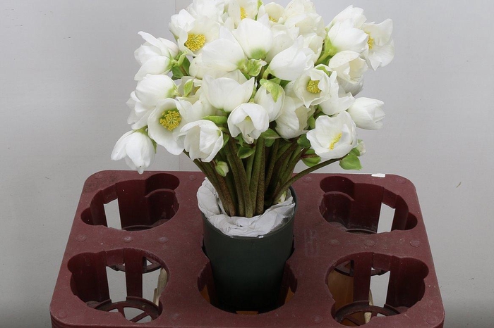 <h4>Hell Niger 33cm</h4>