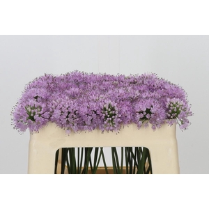 Allium Kleinbloemig