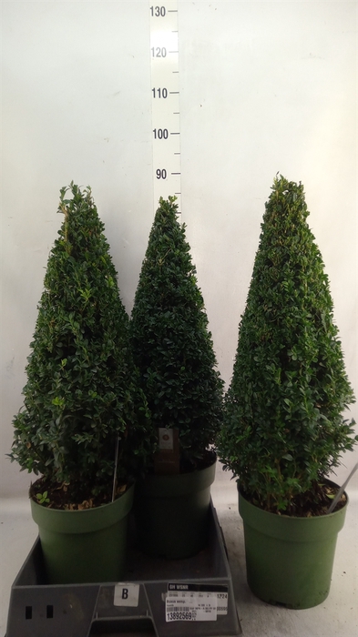 <h4>Buxus semp.   ...</h4>