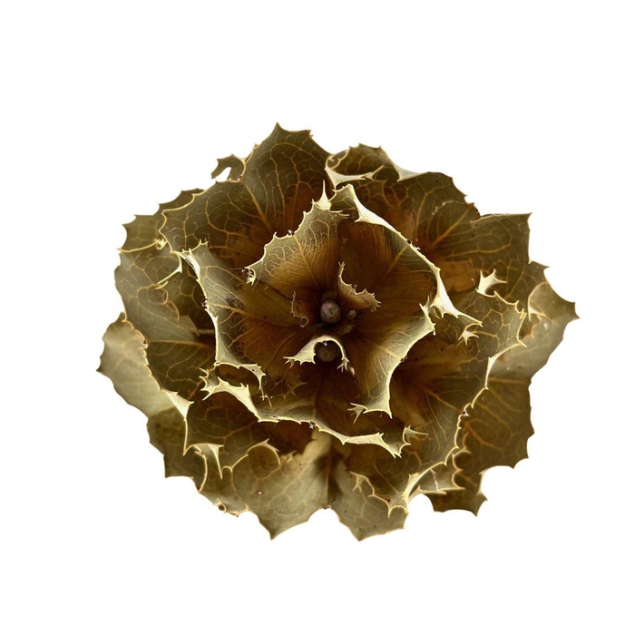 <h4>Hakea Natural</h4>