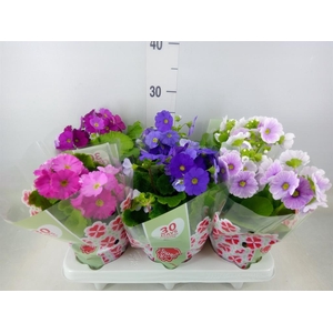 Primula obcon. 'Touch Me'   ...mix