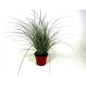 Carex Jubilo