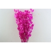 Dried Lunaria Cerise 90cm P Bunch