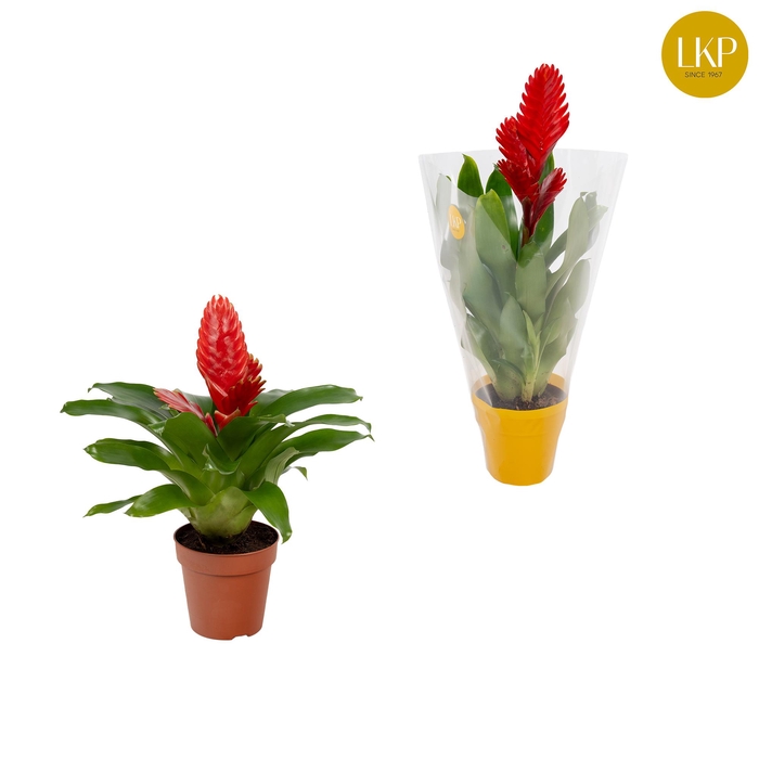 <h4>Vriesea Christiane Rood (Met Hoes)</h4>