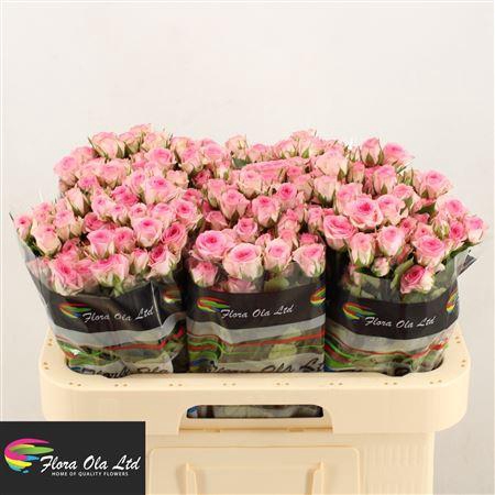 <h4>R Tr Tralala</h4>