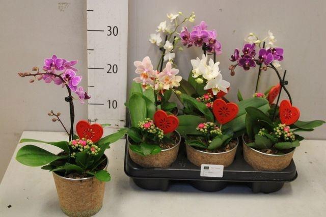 <h4>ARR KAMERPL BLOEI</h4>