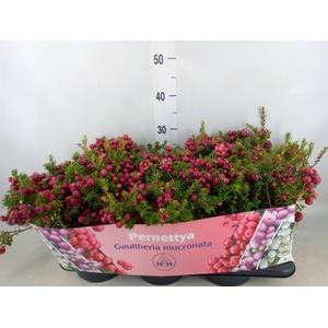 Gaultheria mucronata