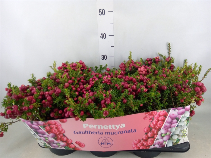 <h4>Gaultheria mucronata</h4>