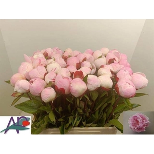 PAEO L GARDENIA
